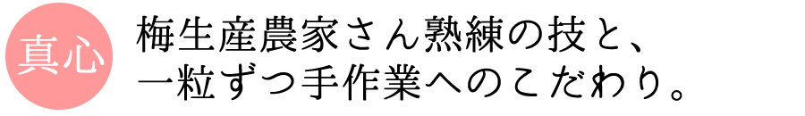 梅生産農家さん熟練の技と一粒ずつ手作業へのこだわり