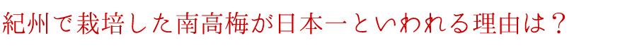 紀州で栽培した南高梅が日本一といわれる理由は？